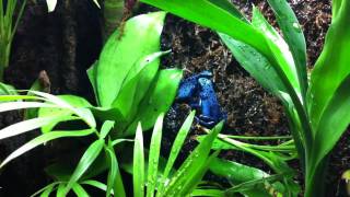 Poison Dart Frog  Azureus Male Calling [upl. by Nataline]