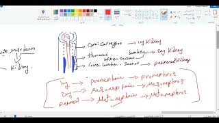 Embryology of Kidney  Part 1 [upl. by Aicittel]