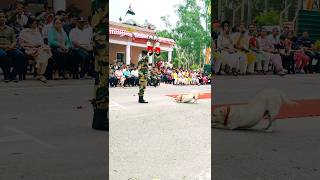 MustSee Moments from the Bsf Dog Parade 😱 bsfdog doglover armydog [upl. by Are705]