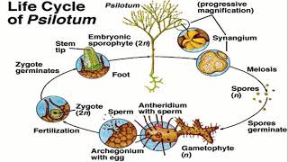 Psilotum Life Cycle [upl. by O'Neil]