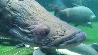 Arapaima Arapaima gigas  Berlin Aquarium HD [upl. by Tamara905]