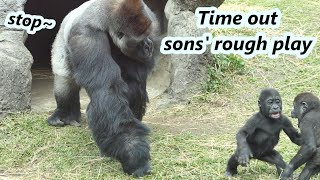 Part 1  Gorilla dad often needs to stop two sons rough play recently 大猩猩爸爸迪亞哥最近常要阻止兒子們的激烈玩耍 [upl. by Kanal454]