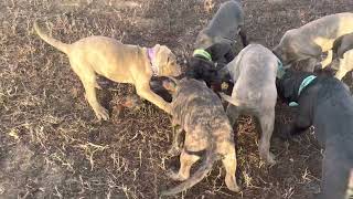 Bandog puppies litter B 25 months old Crayta x Bono [upl. by Castera]