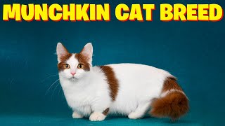 Munchkin Cat BreedAll You Need to Know [upl. by Emil]