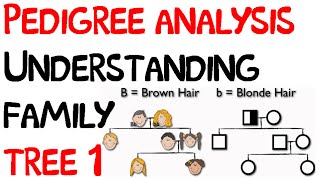 Pedigree analysis  understanding family tree 1 [upl. by Sherill91]