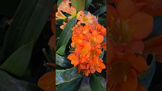 Clivias in bloomFlowering end of winter to early spring [upl. by Isyak]