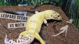 Leopard Gecko vs Wax Moth [upl. by Elliott144]