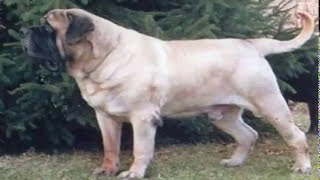 mastiff ingles dog breed your perfect pet [upl. by Megargee]