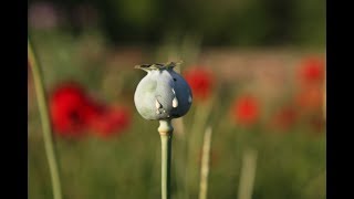 Why Opium Poppy Fields Are Rare in the US [upl. by Jael376]