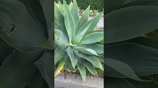 Foxtail agave sprouts new baby agave when head is cut off [upl. by Aninep604]