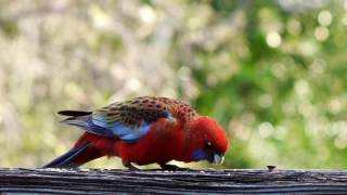 Crimson Rosellas  Take 2 [upl. by Melentha]