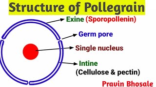 Microsporogenesis  Structure of Microspore  Pollen grain  Development of Male gametophyte [upl. by Ramor]