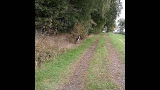 Raus in die Natur mit Hund [upl. by Ttelrahc]