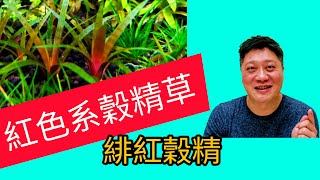 緋紅穀精 紅色系穀精草 水草how to cultivate eriocaulon quinquangulare quotredquot aquatic plant in fish tank aquarium [upl. by Obelia113]