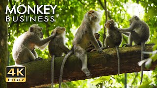 4K HDR Monkey Business  Life of Monkeys  Animal Documentary  Fun amp Relaxing Music Video  No Talk [upl. by Colton]