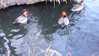 These Wigeon ducks were so happy going round in circles [upl. by Latton679]