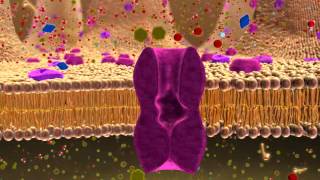 BIO 137 Membrane Transport Activity [upl. by Doloritas]