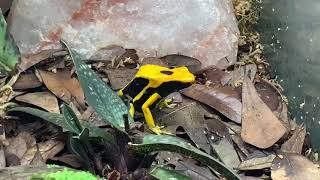 Houston Frogs All About Dendrobates Tinctorius Matecho Dart Frogs [upl. by Fortune]