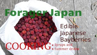 Edible Japanese Bayberry Benefit Syrup and Drinks ヤマモモシロップ Forager Japan [upl. by Leahplar]