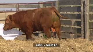 LOTE 2 TOROS PC MP4 1920 1080p 25fps 6000kbps 16x9 [upl. by Kcirret]