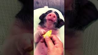 Newborn Piglet teeth cut piglet piggies animals [upl. by Aurelius]