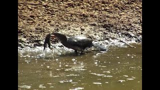 Reed Cormorant with its Frog brunch at KWA Maritane [upl. by Nomed457]