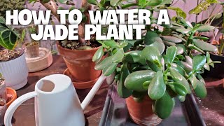 Grow Jade Plant  3 Simple Methods By leaf in WaterBy Stem in water  By Leaf in Soil [upl. by Ekul]