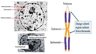 Chromatin Definition [upl. by Jerz637]