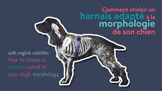 Comment choisir un harnais adapté à la morphologie de son chien [upl. by Salaidh893]