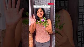 5 Flowers Plants to grow in monsoon 🌸🌼 yt relatable plants garden youtubeshorts flowers diy [upl. by Jaala]