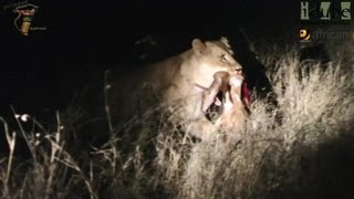 Lions With A Bushbuck [upl. by Yelahs]