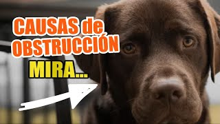 🐶😲CAUSAS de OBSTRUCCIÓN INTESTINAL en PERROS [upl. by Milde492]