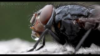 A Fly Blowing Bubbles in 4K [upl. by Ettenej]