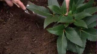 Astuce de jardin Floralux Comment planter hellébores [upl. by Atsyrk]