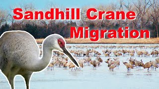 Sandhill Crane Migration 2021 [upl. by Eiggam175]