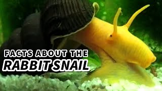 Rabbit Snail Facts the ELEPHANT Snail 🐌 Animal Fact Files [upl. by Llenyr]