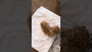 Fancy cavapoo puppy evaluation [upl. by Imnubulo475]