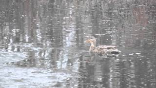 Female Mallard calling [upl. by Kirchner]