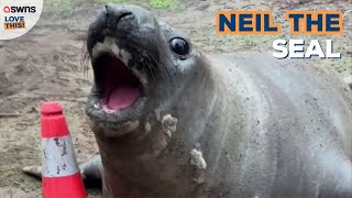 Meet Neil  the seal causing a stir Down Under by blocking roads  LOVE THIS [upl. by Uni448]