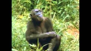 The Chimps of Gombe Part 6 [upl. by Otte]