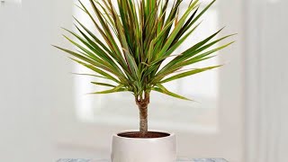 How to propagate DRACAENA MARGINATA from cuttings  DRAGON TREE care [upl. by Ardnal878]