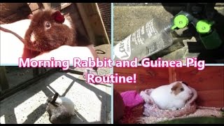 My MORNING Rabbit amp Guinea Pig Routine [upl. by Sillyhp482]