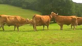 French Limousin Cows [upl. by Gaby418]