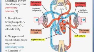 Basic Heart Circulation Pulmonary amp Sytemic circuits [upl. by Luanne]