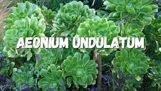 Aeonium Undulatum Um Guia Completo [upl. by Nama251]