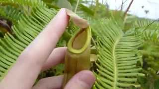 CP Video Series Episode 62  Nepenthes mirabilis x gracilis and Nepenthes mirabilis [upl. by Lenard]