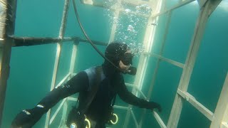 FARALLON ISLANDS GREAT WHITE SHARK DIVING [upl. by Yadroc]