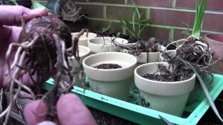 AMARYLLIS BULB PREP AND POTTING [upl. by Ayela]