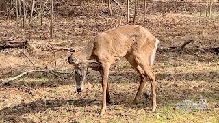 Chronic Wasting Disease Update [upl. by Henrion]