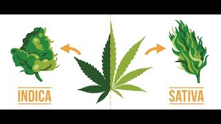 Indica vs Sativa Does it even matter [upl. by Inavoj727]